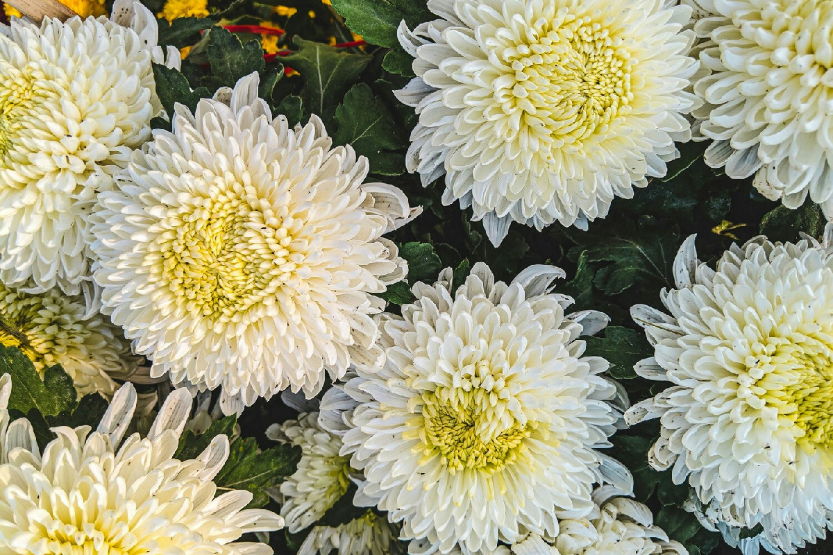 Cinque tecniche essenziali per mantenere sani e rigogliosi i crisantemi in ogni stagione