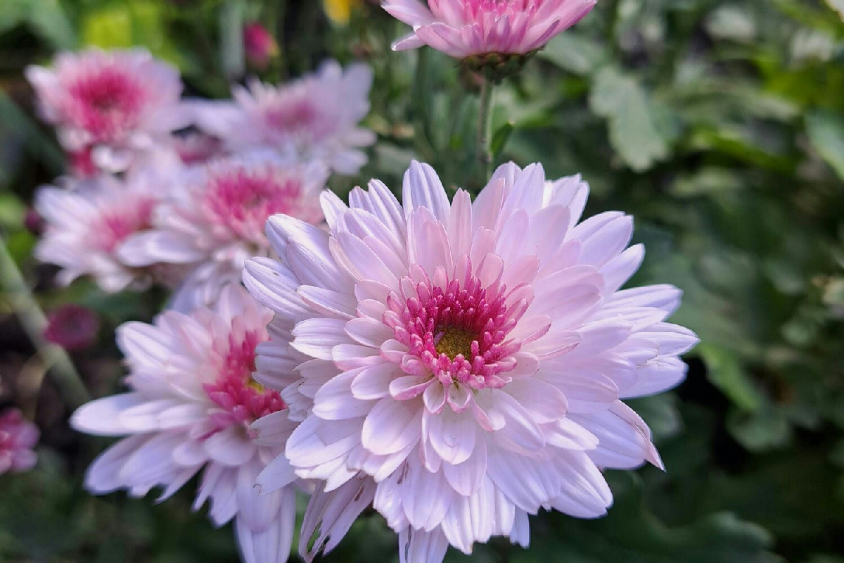 Cinque tecniche essenziali per mantenere sani e rigogliosi i crisantemi in ogni stagione