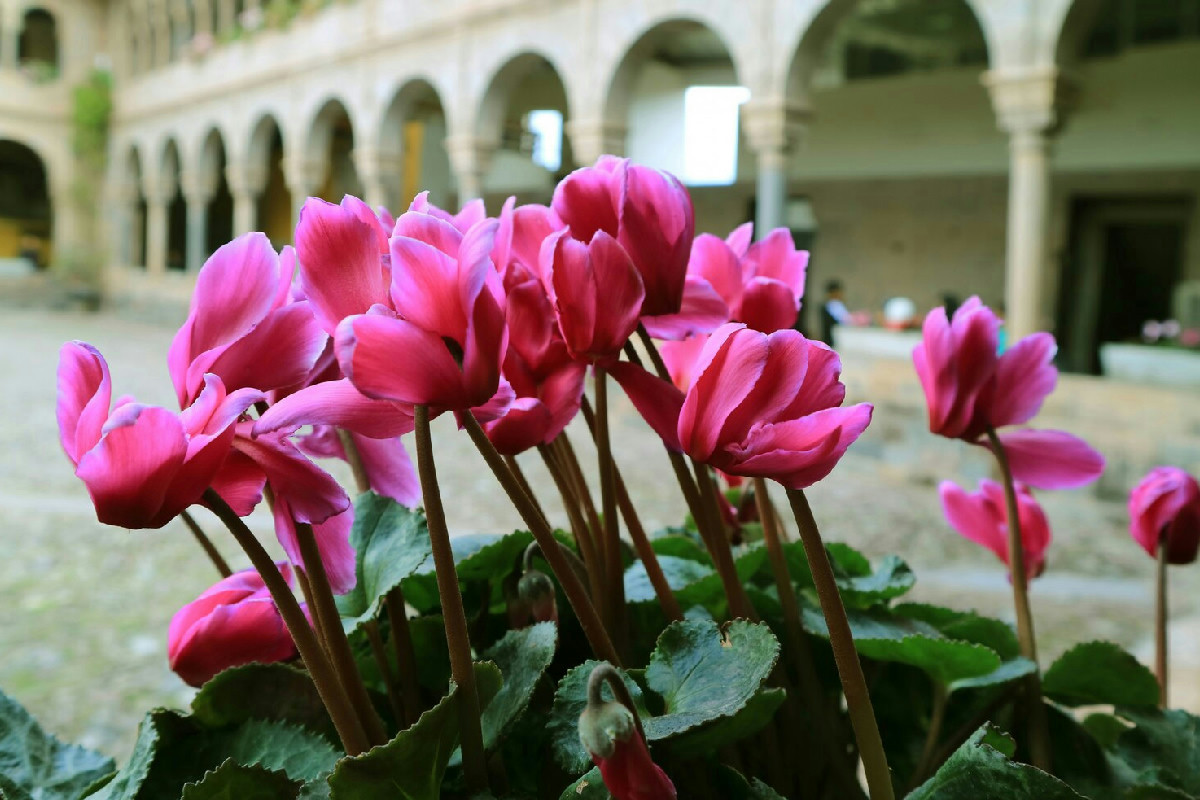Come mantenere i ciclamini rigogliosi e fioriti in giardino durante i mesi freddi