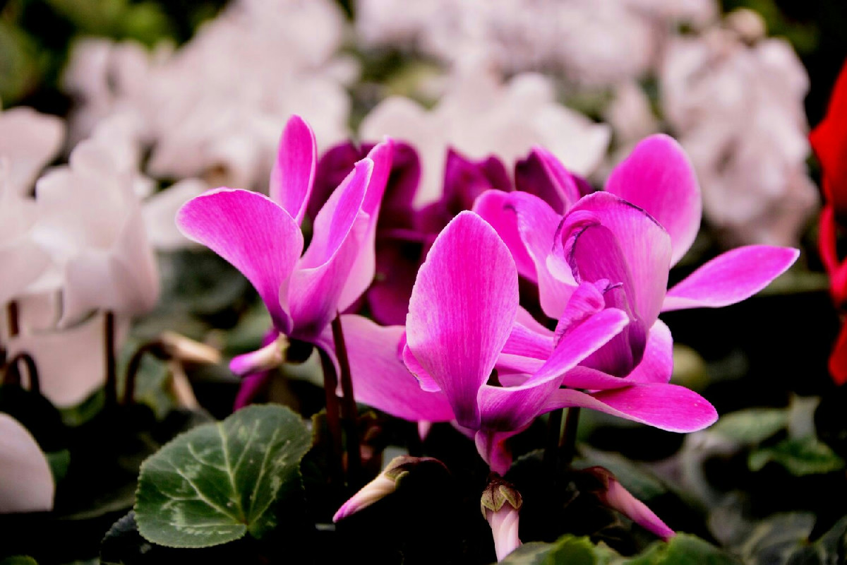 Come mantenere i ciclamini rigogliosi e fioriti in giardino durante i mesi freddi