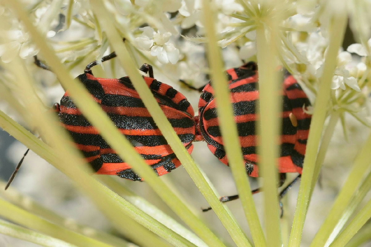 Dove posizionare il nasturzio nell’orto per allontanare facilmente le cimici senza fatica