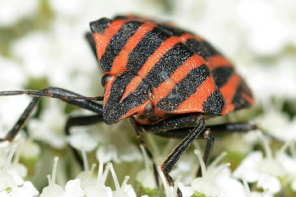 Dove posizionare il nasturzio nell’orto per allontanare facilmente le cimici senza fatica