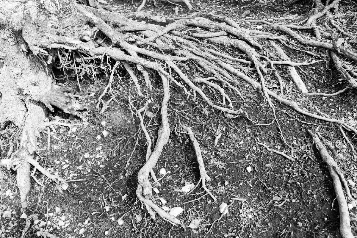 Perché innaffiare le piante in inverno nel momento sbagliato distrugge le loro radici?