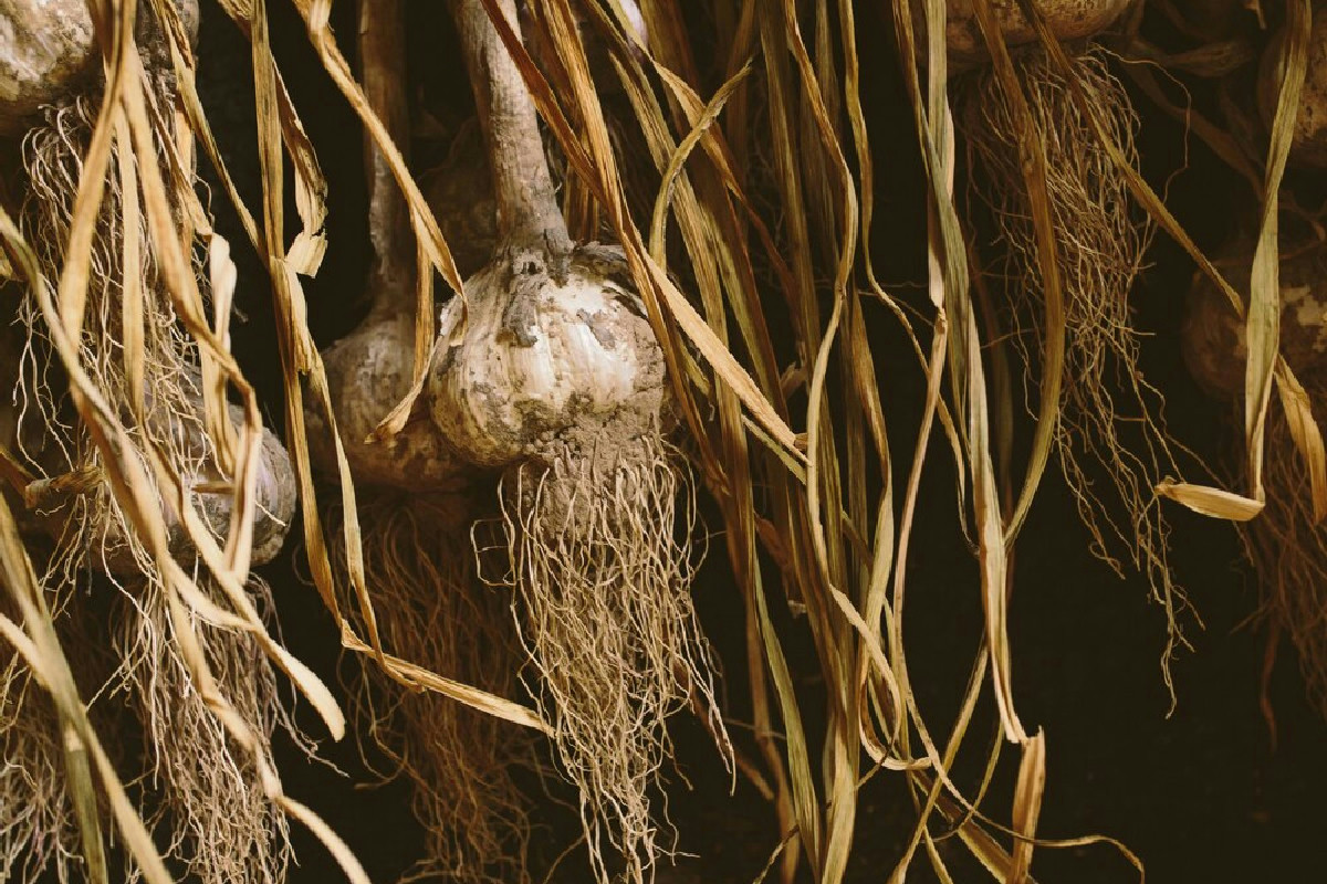Perché innaffiare le piante in inverno nel momento sbagliato distrugge le loro radici?