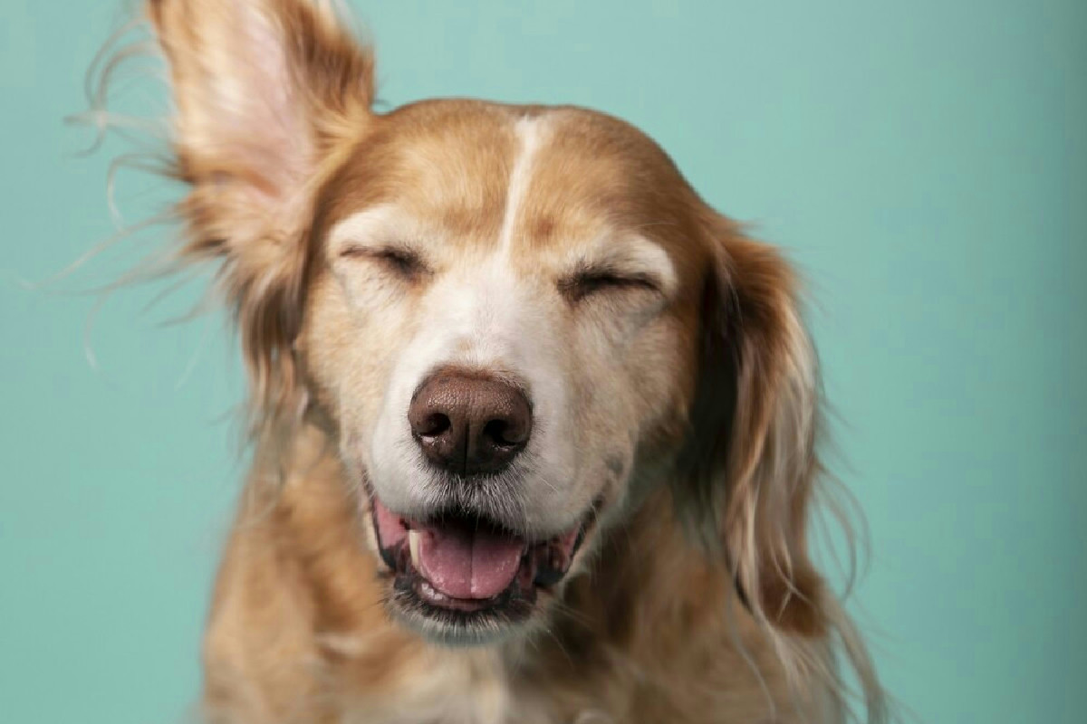 Perché il veterinario consiglia questi integratori quando il pelo del cane perde la lucentezza?