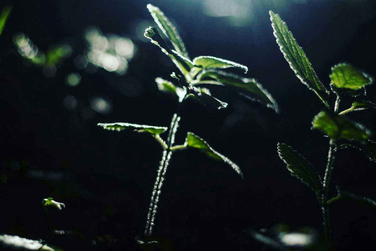 Le piante producono melatonina per proteggersi e migliorare la loro resistenza agli stress ambientali