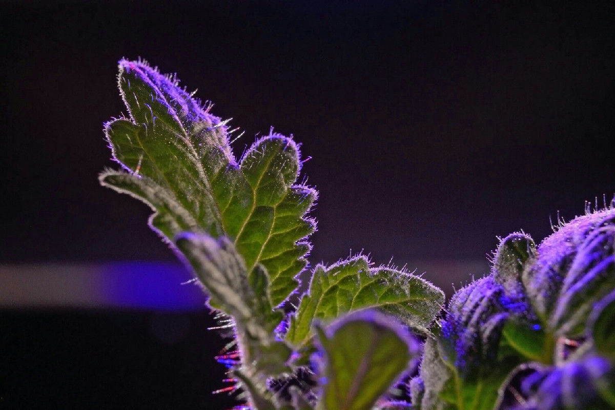 Le piante producono melatonina per proteggersi e migliorare la loro resistenza agli stress ambientali