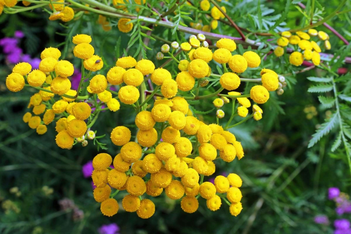 Prepara il tuo orto: metti questa pianta vicino ai pomodori ed elimini le cimici che rovinano i frutti