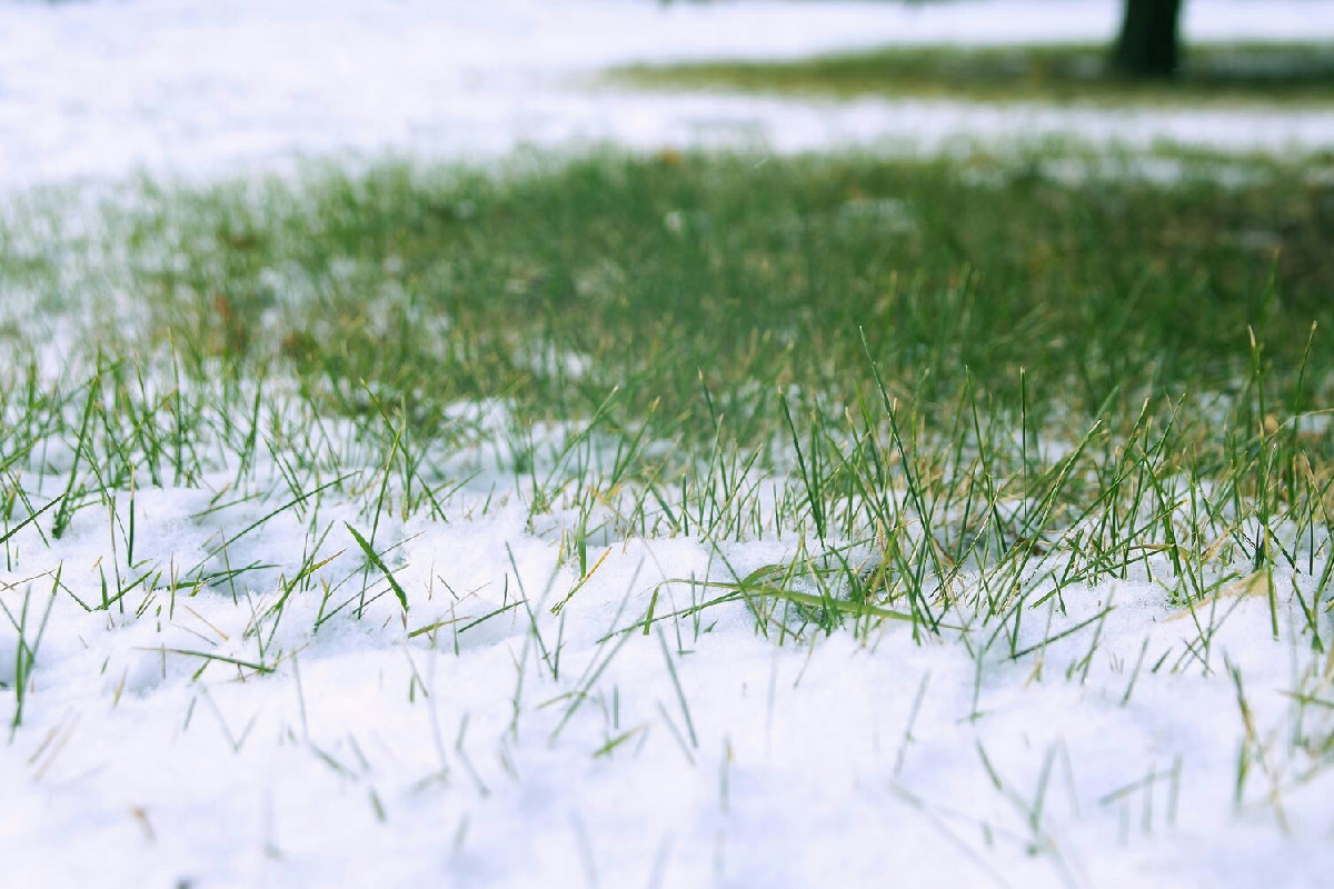 Quando affrontare i disturbi più comuni del prato a dicembre: guida pratica e dettagliata
