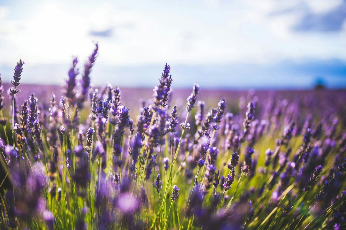 Quando raccogliere la lavanda per ottenere fiori profumati e di qualità ideale