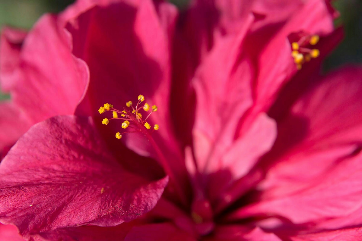 Quando si cercano rimedi naturali per la salute, ibisco e karkadè offrono benefici da scoprire