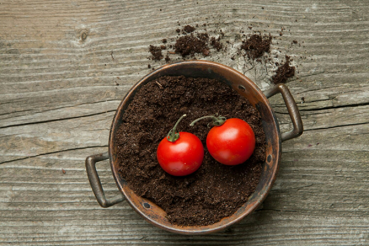 Questo concime naturale per i pomodori accelera la crescita e migliora la qualità del raccolto