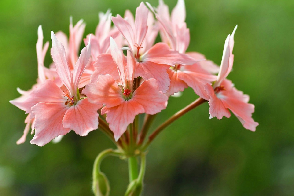 Tre pratiche che causano foglie secche e piante spente nei gerani e come evitarle